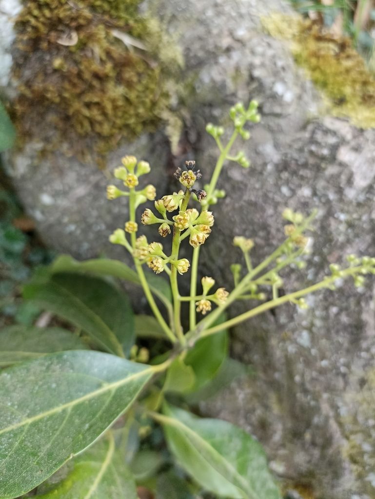 Flores menudas de vara negra abiertas en la punta de una rama.