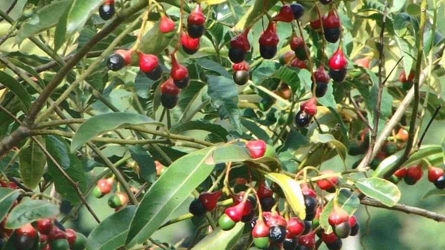 Rama de zopilote cargada de frutos negros sobre sus cúpulas rojas.