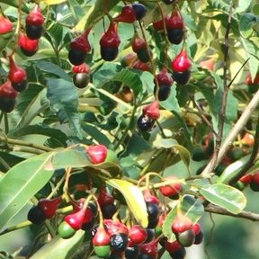 Rama de zopilote cargada de frutos negros sobre sus cúpulas rojas.