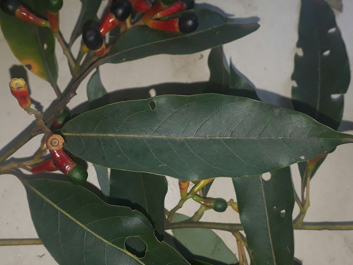 Frutos de zopilote entre las hojas alargadas, con las cúpulas encendidas.