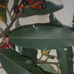 Frutos de zopilote entre las hojas alargadas, con las cúpulas encendidas.