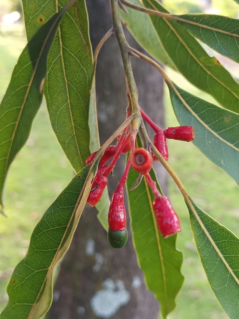 Cúpulas rojas de zopilote con los frutos verdes todavía prendidos.