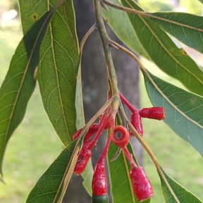 Cúpulas rojas de zopilote con los frutos verdes todavía prendidos.