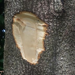 Tronco de zopilote con un corte que deja ver la madera clara bajo la corteza.