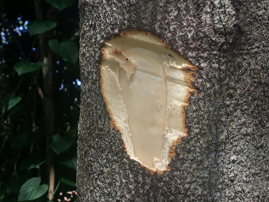 Tronco de zopilote con un corte que deja ver la madera clara bajo la corteza.