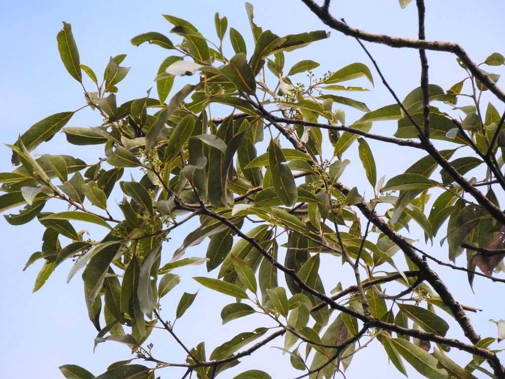 Ramas de zopilote con las hojas alargadas contra un cielo azul.