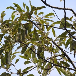 Ramas de zopilote con las hojas alargadas contra un cielo azul.