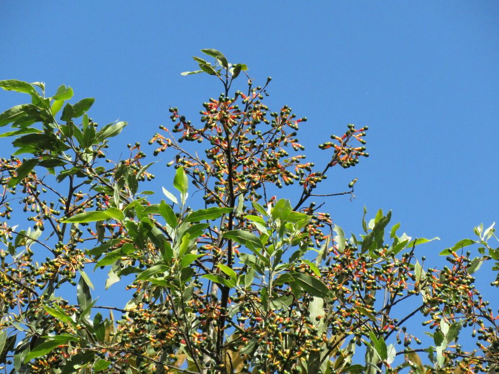 Copa de zopilote cargada de fruto recortada contra un cielo azul.