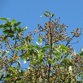 Copa de zopilote cargada de fruto recortada contra un cielo azul.