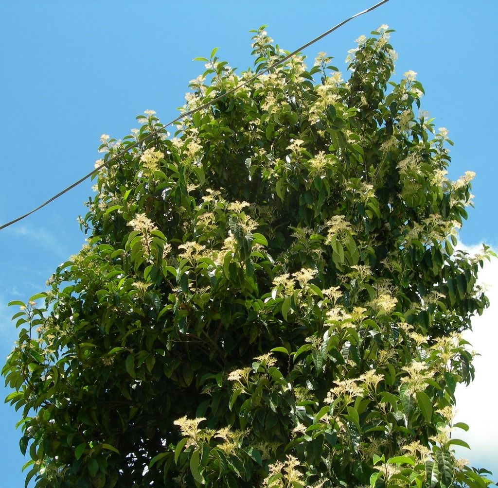Cachichín entero cubierto de flor color crema recortado contra el cielo azul.