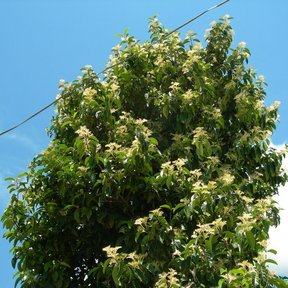 Cachichín entero cubierto de flor color crema recortado contra el cielo azul.