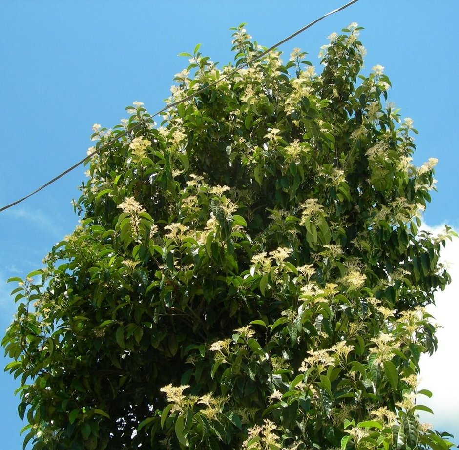 Cachichín entero cubierto de flor color crema recortado contra el cielo azul.