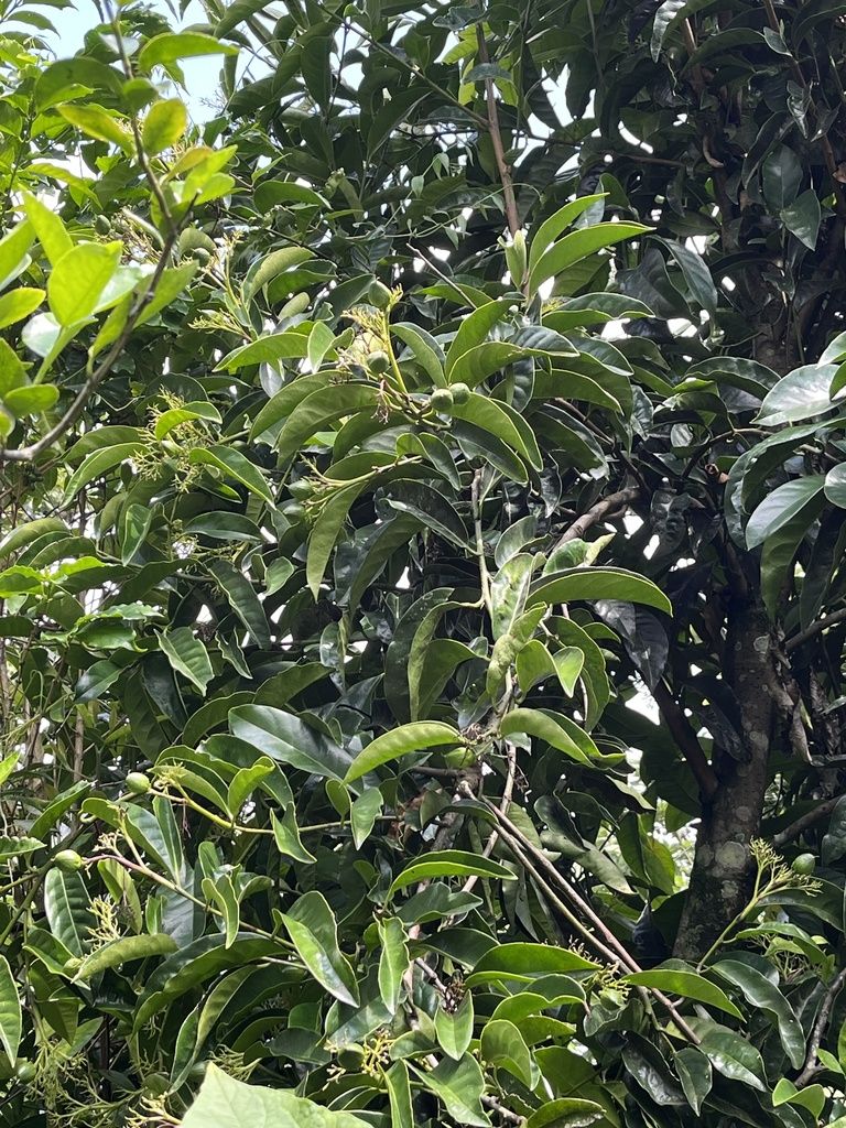 Panículas de flores claras de cachichín entre hojas verde oscuro y lustrosas.