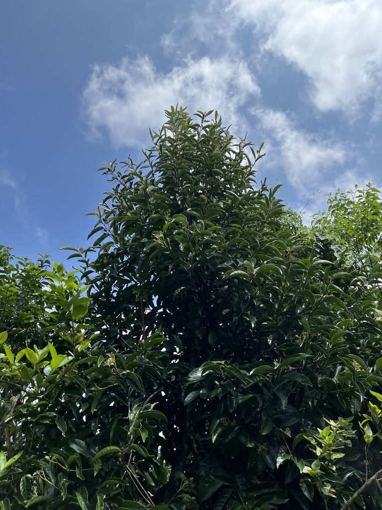 Cachichín visto desde el pie hacia la copa, con nubes al fondo.