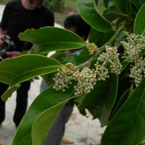 Botones florales de cachichín en racimo, con personas trabajando al fondo.