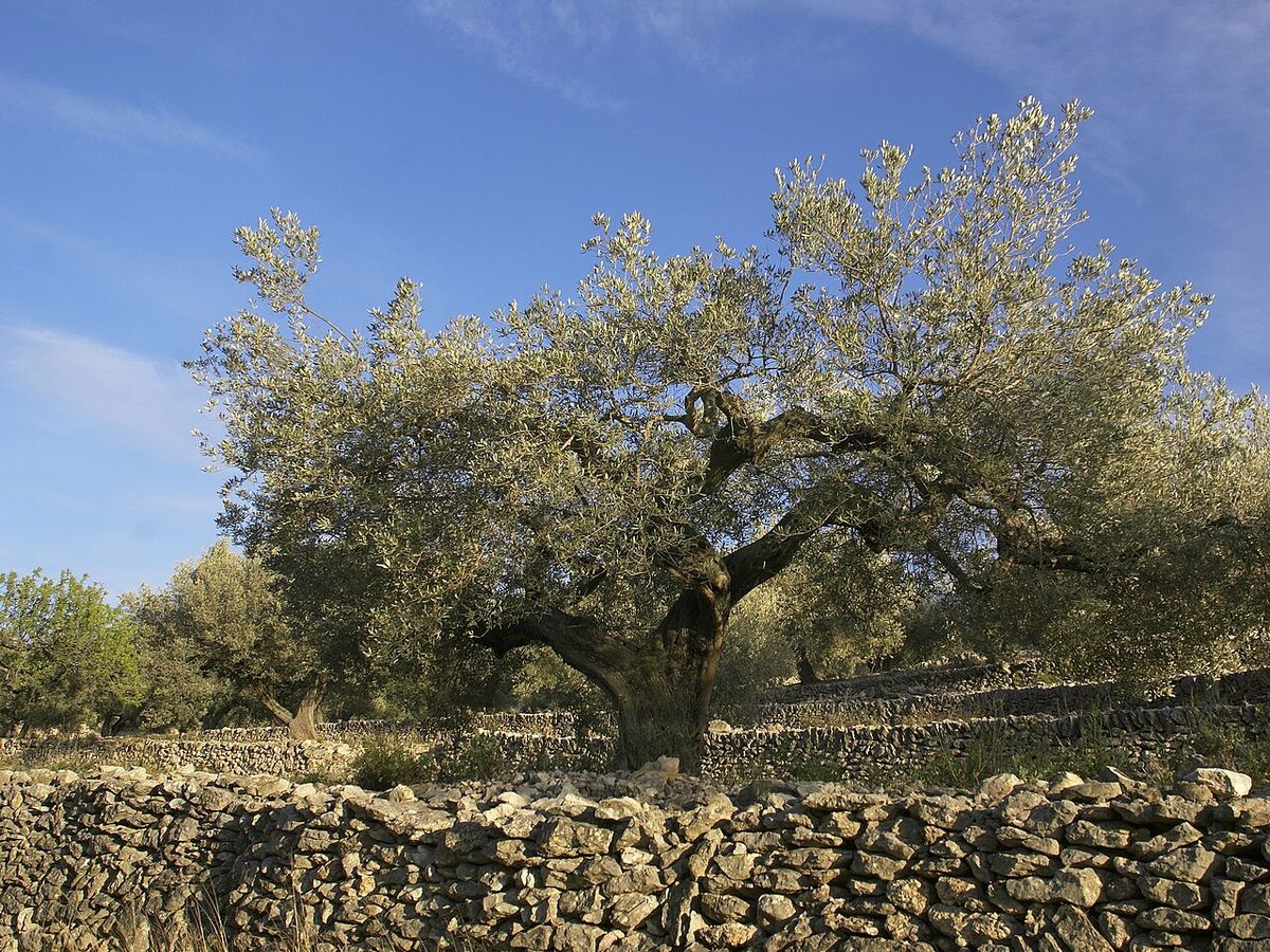 Olivo de copa ancha y follaje grisáceo detrás de un muro de piedra seca.