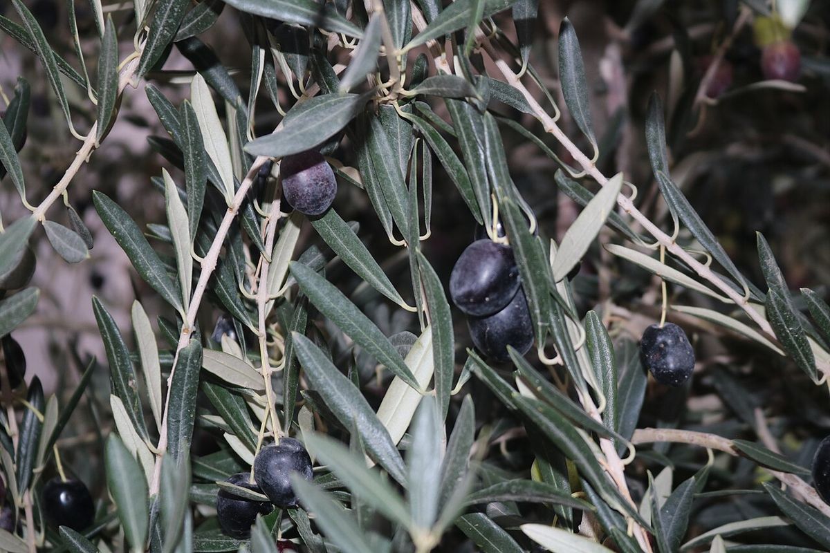 Aceitunas negras madurando entre las hojas estrechas y grisáceas del olivo.