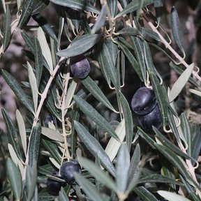 Aceitunas negras madurando entre las hojas estrechas y grisáceas del olivo.