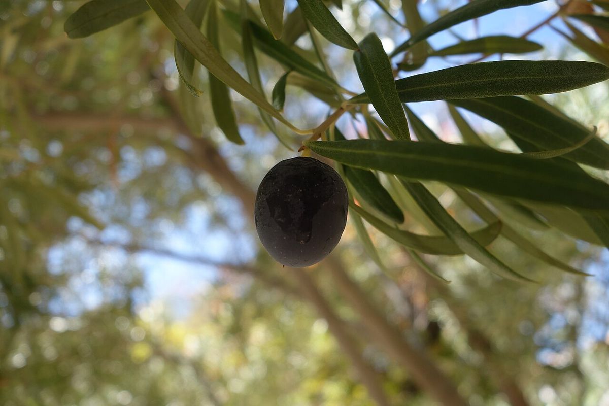 Una aceituna morada colgando entre las hojas finas, a contraluz.