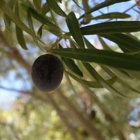 Una aceituna morada colgando entre las hojas finas, a contraluz.