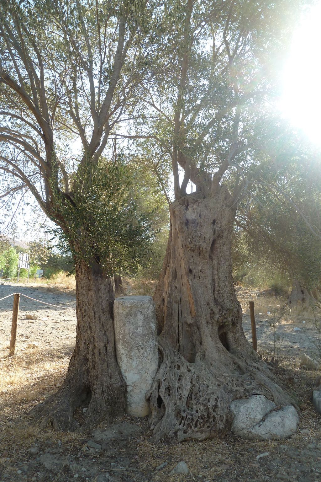 Olivo viejo de tronco hueco y acanalado al borde de un camino de tierra.