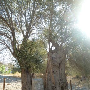 Olivo viejo de tronco hueco y acanalado al borde de un camino de tierra.