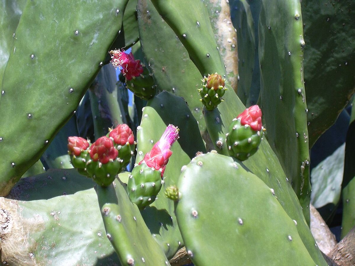 Flores rosas y tubulares abiertas en el borde de las pencas lisas del nopal.