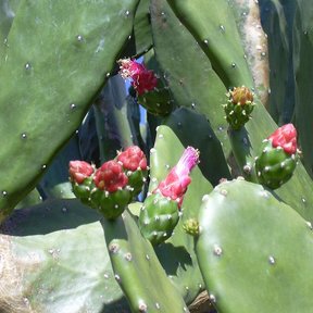 Flores rosas y tubulares abiertas en el borde de las pencas lisas del nopal.