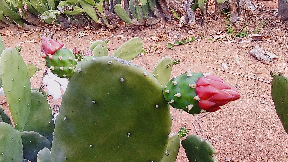 Nopal de cochinilla bajo y extendido sobre tierra roja, con una flor rosa.