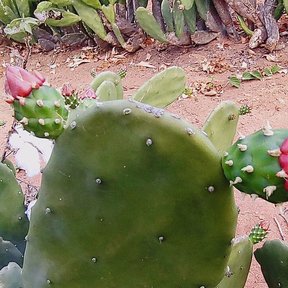 Nopal de cochinilla bajo y extendido sobre tierra roja, con una flor rosa.