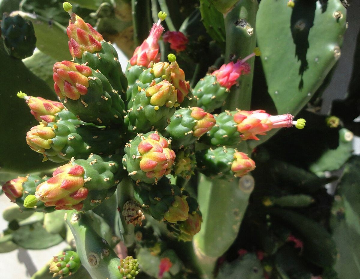 Botones y flores rosas apiñados en el borde de una penca de nopal.