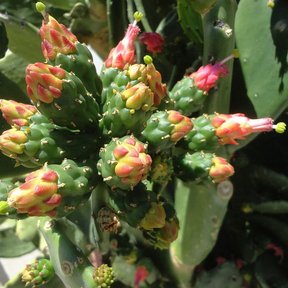 Botones y flores rosas apiñados en el borde de una penca de nopal.