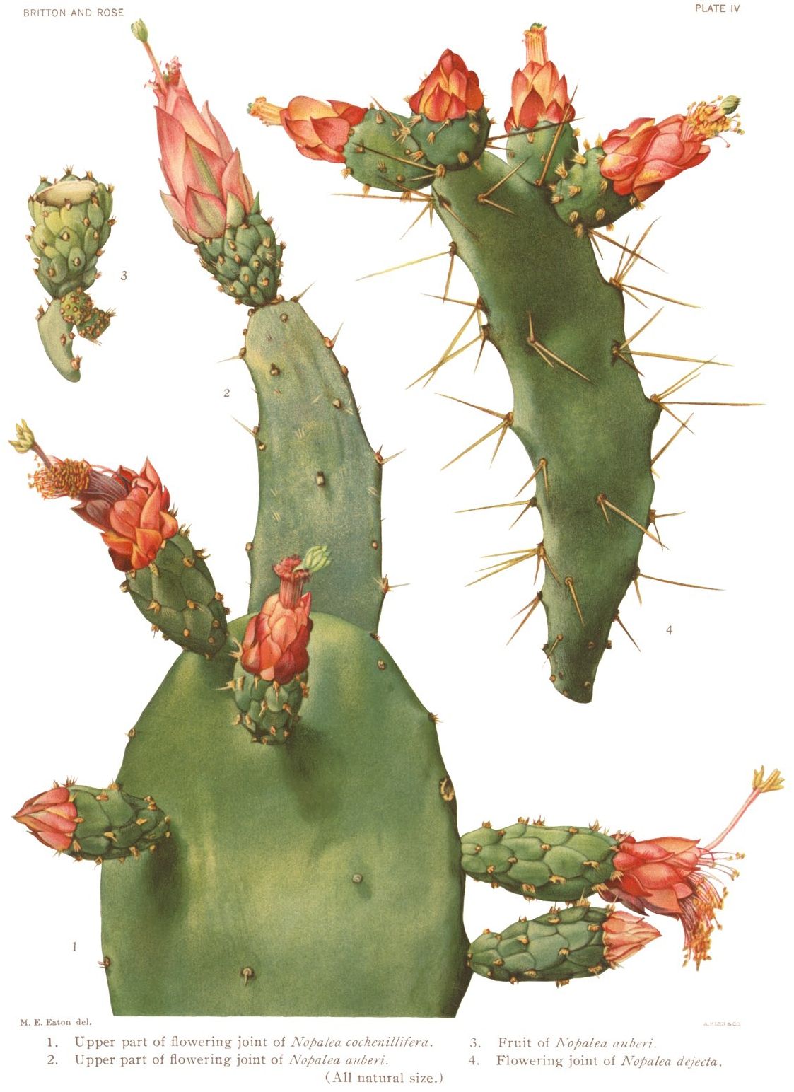 Lámina botánica del nopal de cochinilla con las pencas y las flores rojizas.