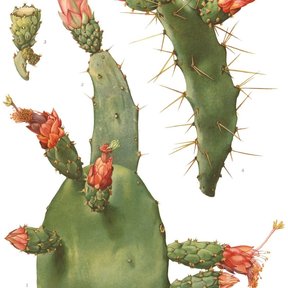 Lámina botánica del nopal de cochinilla con las pencas y las flores rojizas.