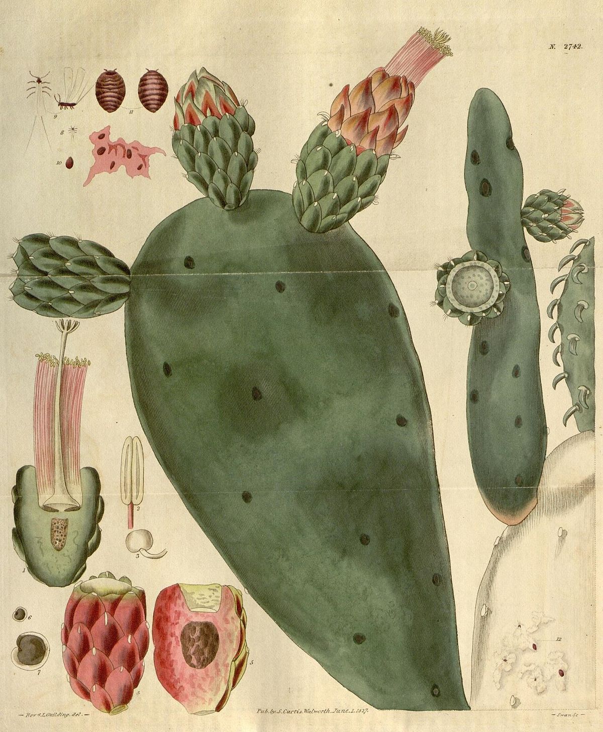 Lámina antigua del nopal de cochinilla con la penca, la flor y el fruto en corte.