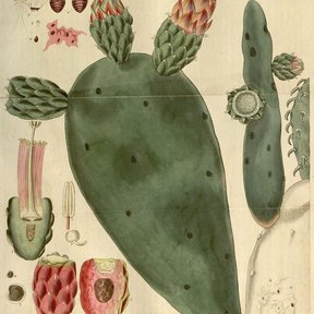 Lámina antigua del nopal de cochinilla con la penca, la flor y el fruto en corte.