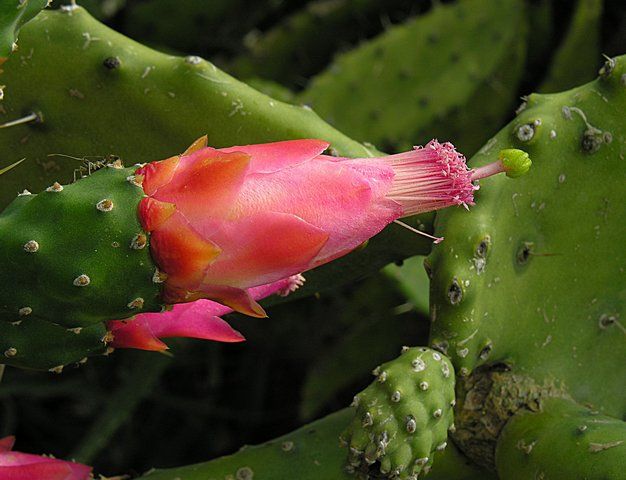 Flor rosa de nopal de cochinilla abierta con los estambres asomando.