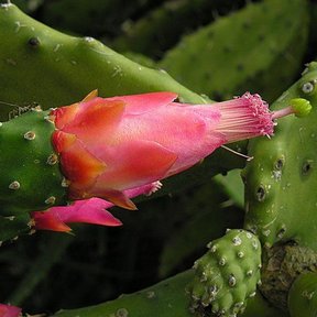 Flor rosa de nopal de cochinilla abierta con los estambres asomando.