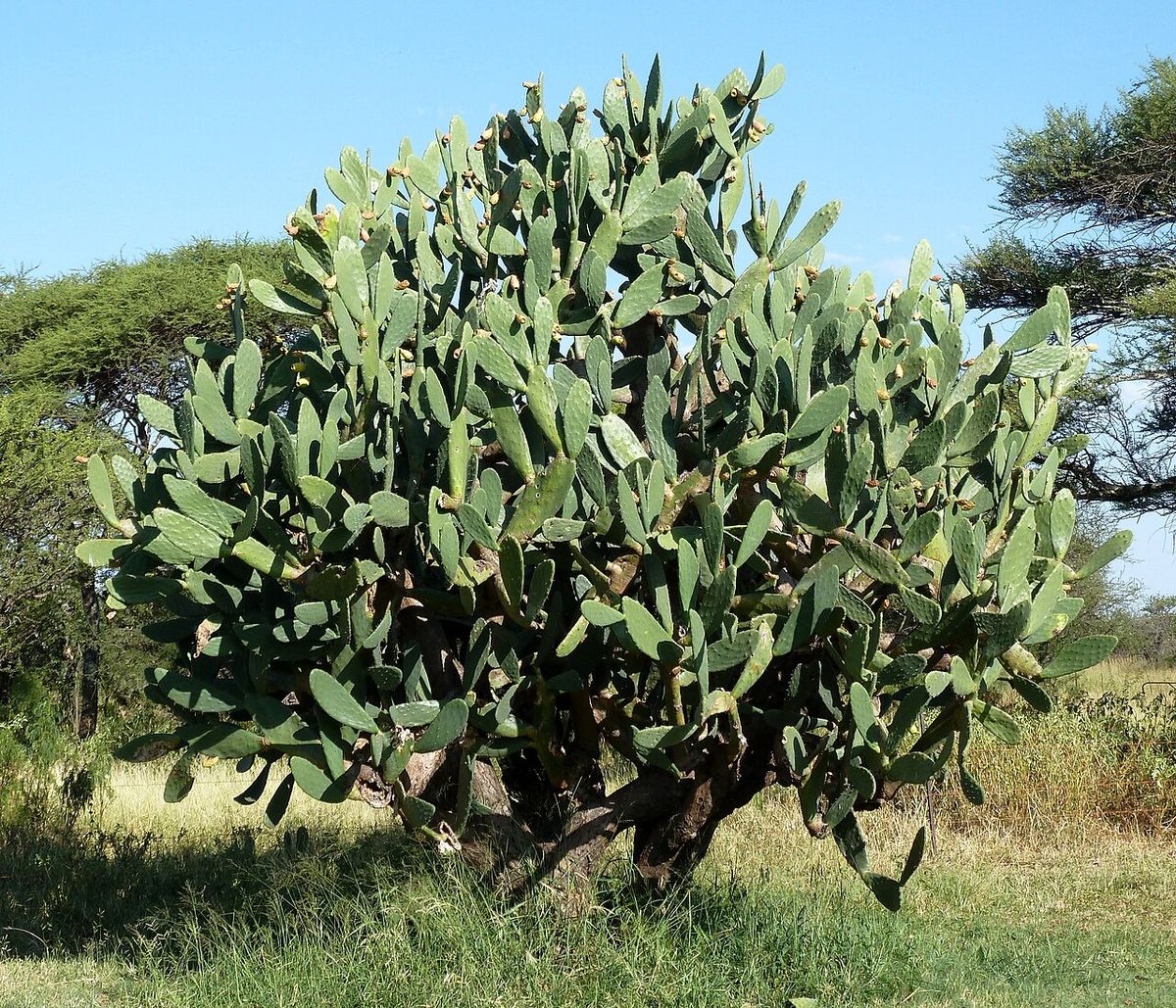 Nopal de castilla enorme y muy ramificado creciendo en un llano de pasto.