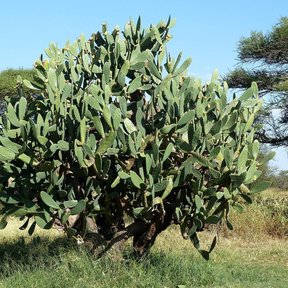 Nopal de castilla enorme y muy ramificado creciendo en un llano de pasto.
