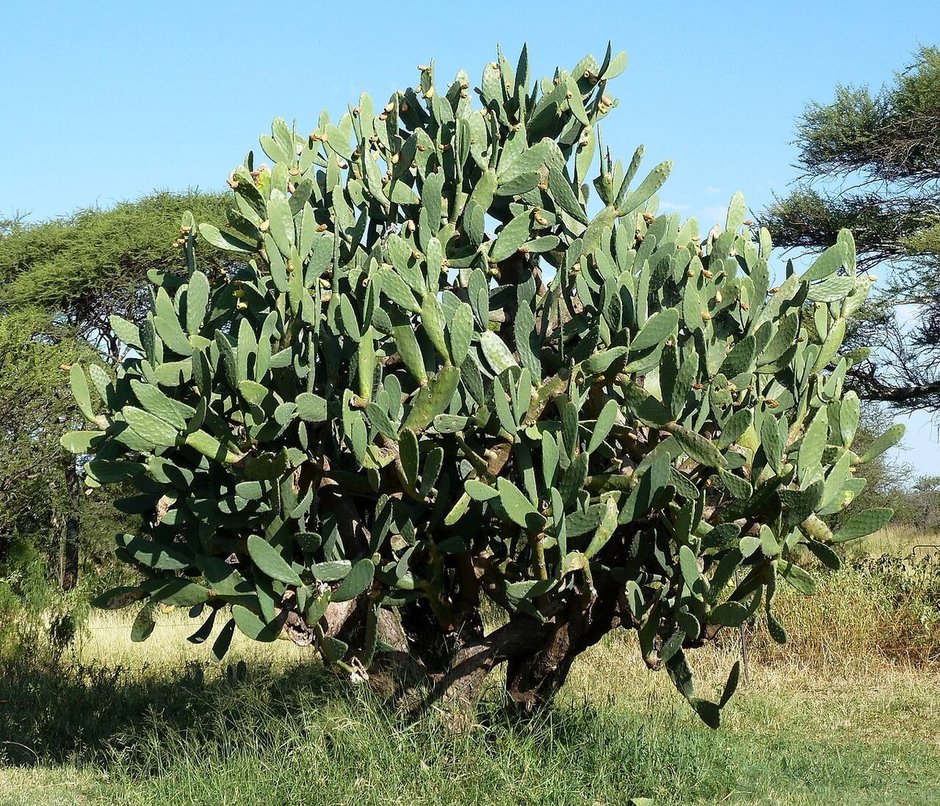 Nopal de castilla enorme y muy ramificado creciendo en un llano de pasto.