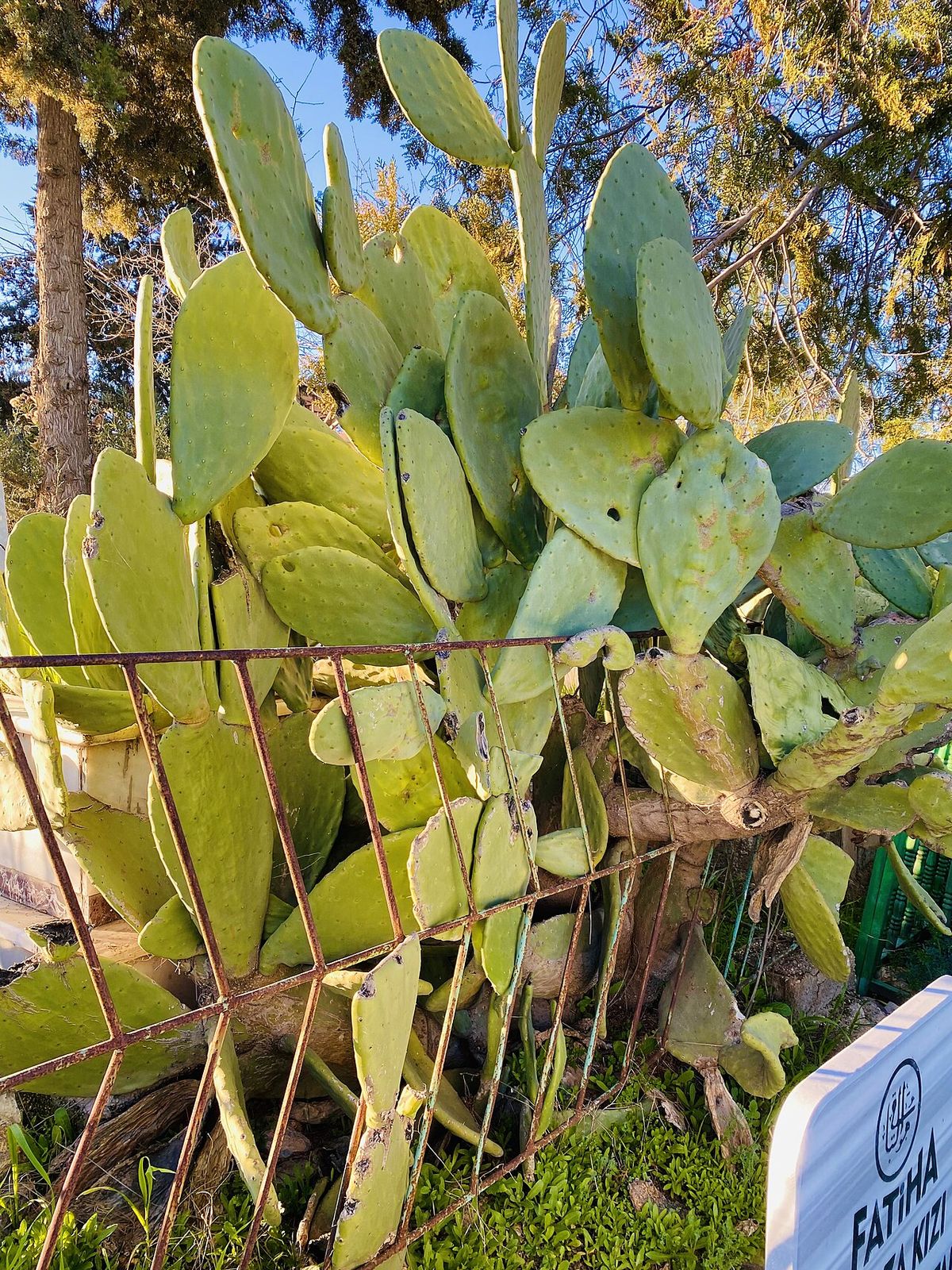 Nopal de castilla de pencas grandes apoyado sobre una reja oxidada.