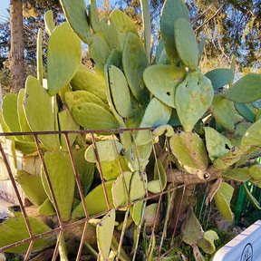 Nopal de castilla de pencas grandes apoyado sobre una reja oxidada.