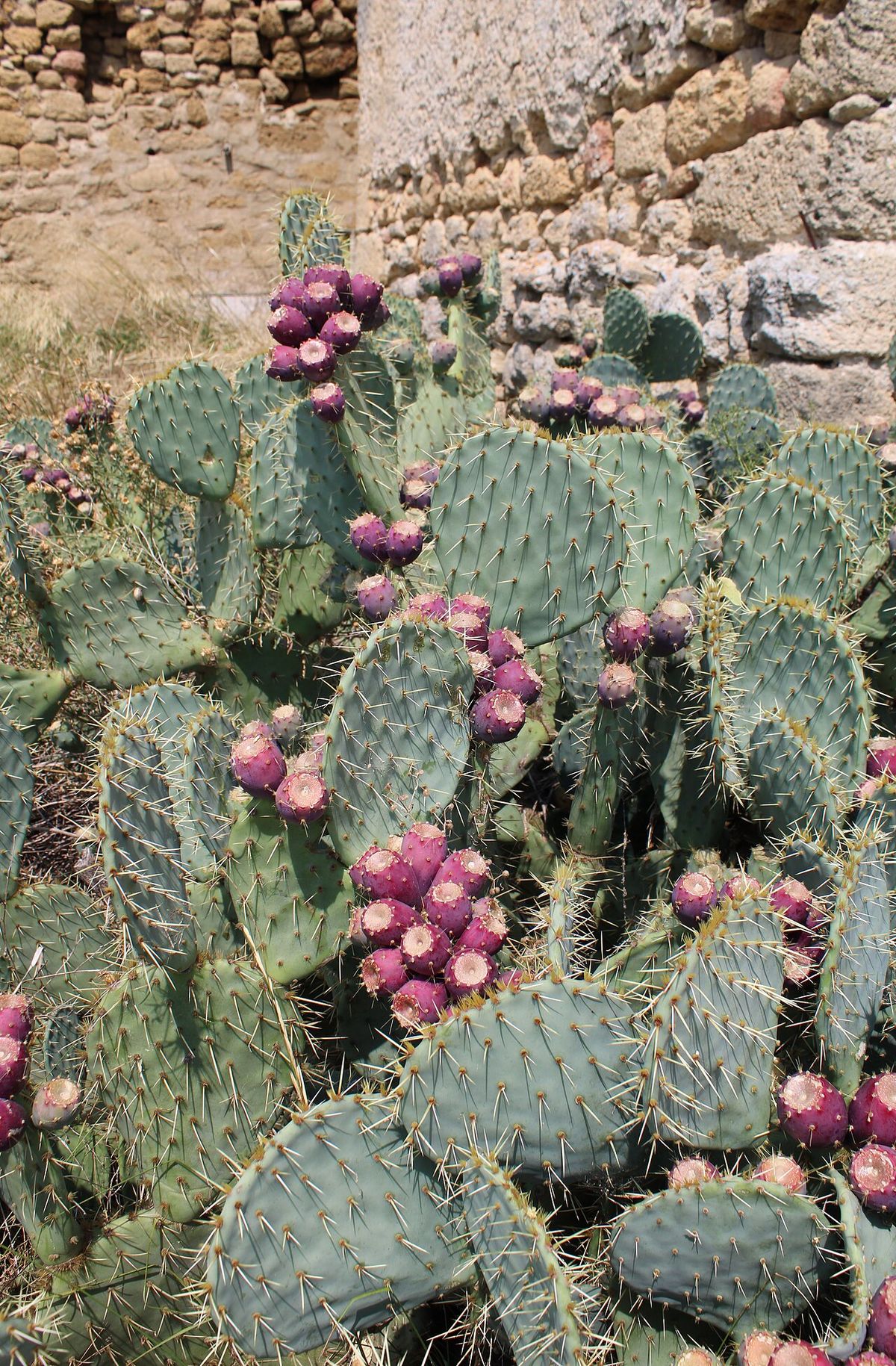 Nopal de castilla cargado de tunas moradas al pie de un muro de piedra.