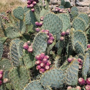 Nopal de castilla cargado de tunas moradas al pie de un muro de piedra.