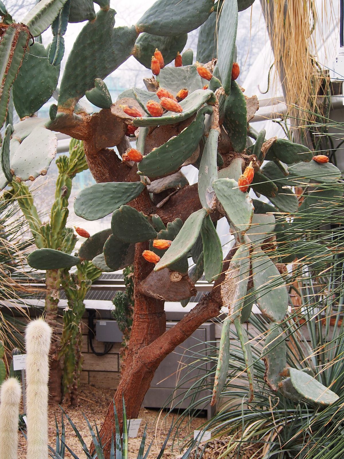 Nopal de castilla con tunas anaranjadas creciendo dentro de un invernadero.