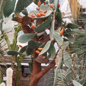 Nopal de castilla con tunas anaranjadas creciendo dentro de un invernadero.