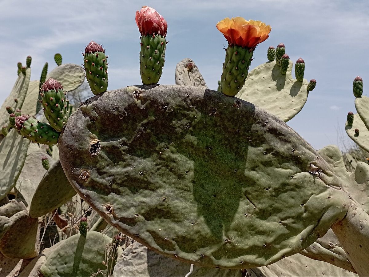 Flores rojas y anaranjadas abiertas en el borde de una penca de nopal.
