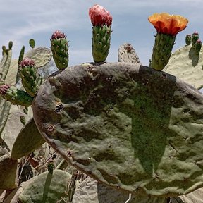 Flores rojas y anaranjadas abiertas en el borde de una penca de nopal.