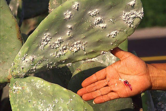 Una mano bajo una penca de nopal cubierta de cochinilla blanca.